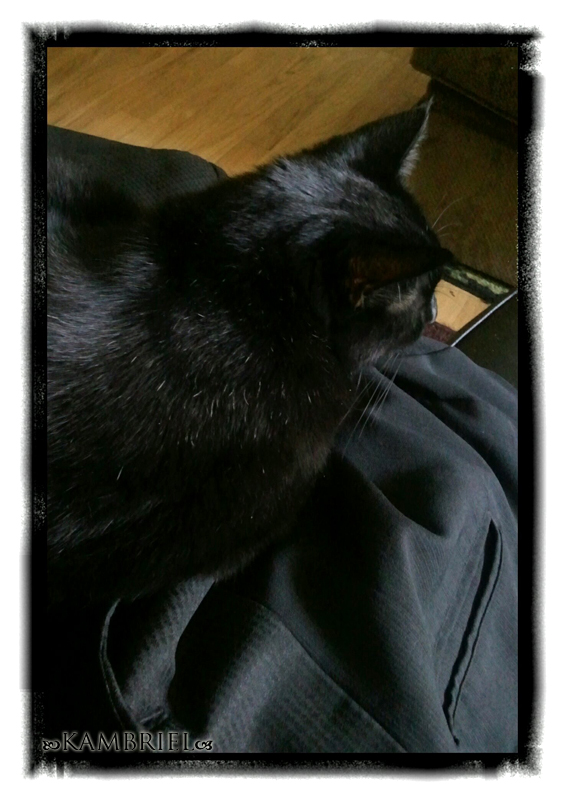 Cats love Neil Gaiman's Kambriel posh frock